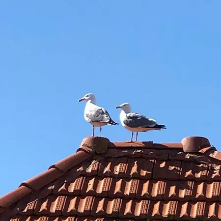 Cote Des Basques Biarriz