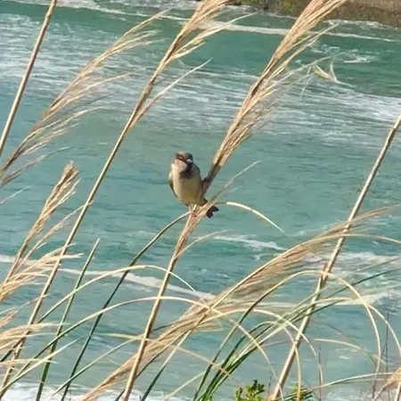 Cote Des Basques *