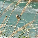 Cote Des Basques *