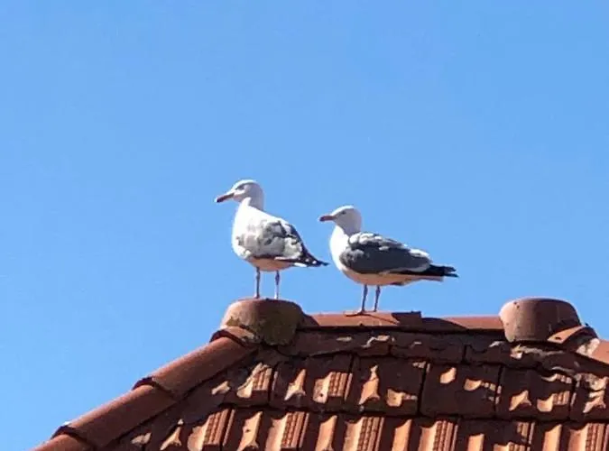Cote Des Basques Біарріц